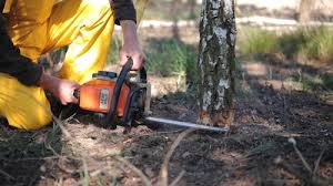 How Our Tree Care Process Works  in  Norwalk, IA