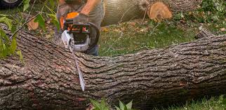 Trusted Norwalk, IA Tree Services Experts