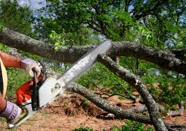 Best Tree and Shrub Care  in Norwalk, IA