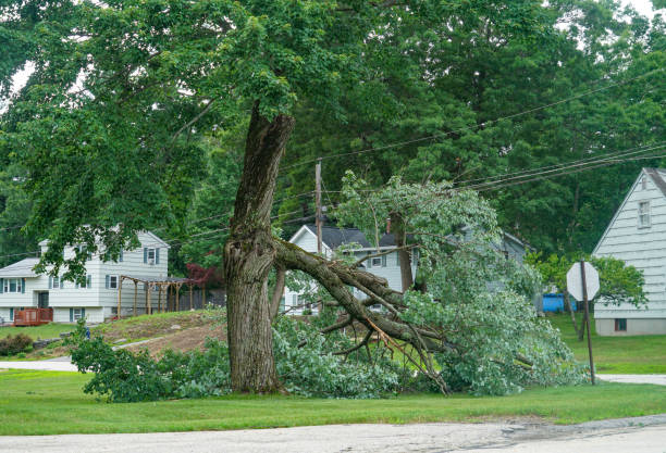 Best Tree Disease Treatment  in Norwalk, IA