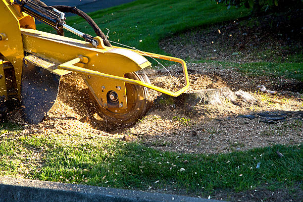 Best Palm Tree Trimming  in Norwalk, IA