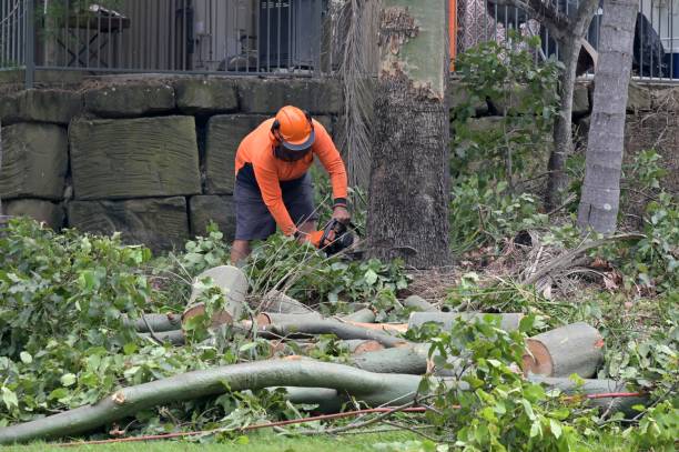 Best Utility Line Clearance  in Norwalk, IA