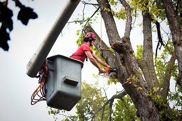 Best Firewood Processing and Delivery  in Norwalk, IA