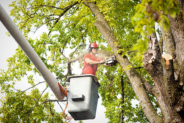 Best Hazardous Tree Removal  in Norwalk, IA